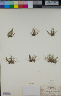 Pilularia americana image