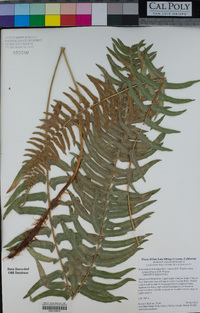 Polystichum imbricans image