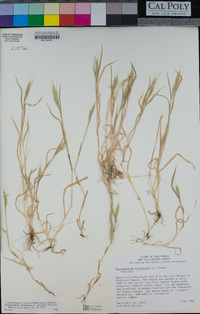 Brachypodium distachyon image