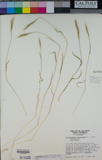 Brachypodium distachyon image
