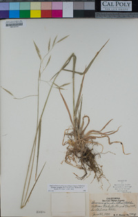 Bromus grandis image