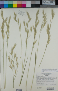 Bromus sitchensis image