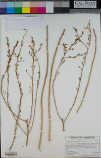 Stephanomeria virgata subsp. virgata image