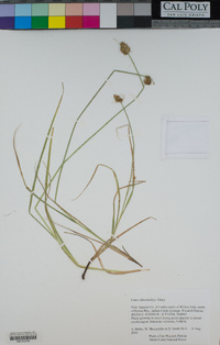 Carex athrostachya image