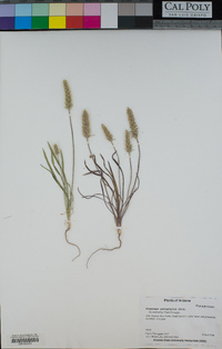 Plantago patagonica image