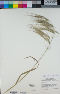 Bromus diandrus image