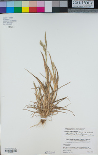 Bromus hordeaceus image