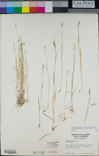 Bromus hordeaceus image