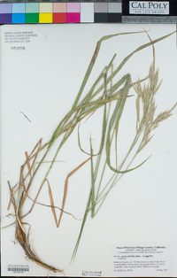 Bromus pseudolaevipes image