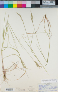 Bromus pseudolaevipes image