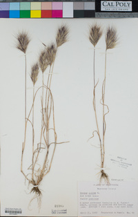 Bromus rubens image