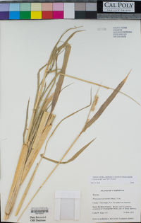 Image of Pennisetum nervosum