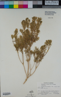 Peucephyllum schottii image