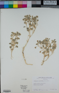 Psathyrotes ramosissima image