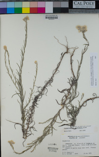 Image of Pseudognaphalium greenmannii