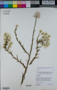 Pseudognaphalium californicum image