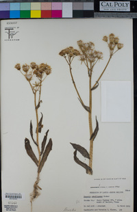 Image of Senecio ampullaceus