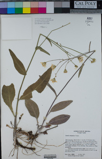 Image of Senecio arizonicus