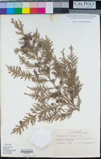 Chamaecyparis lawsoniana image