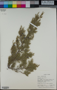 Image of Juniperus ashei