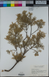 Juniperus virginiana image