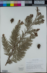 Sequoia sempervirens image