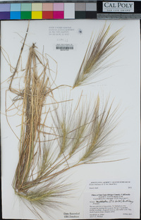 Elymus multisetus image