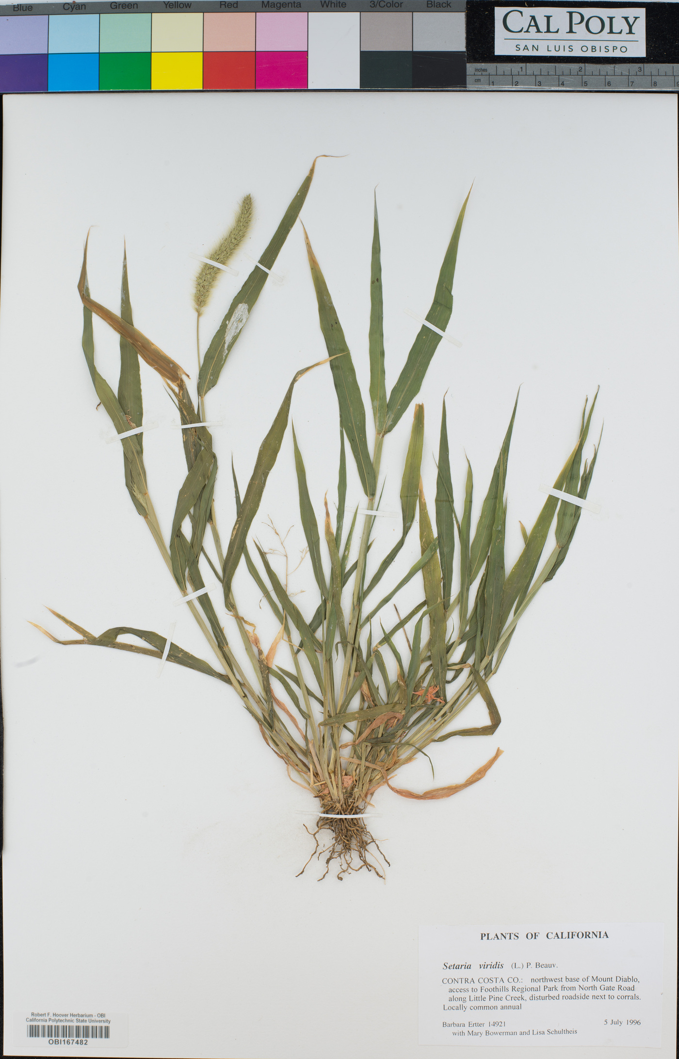 Setaria viridis image