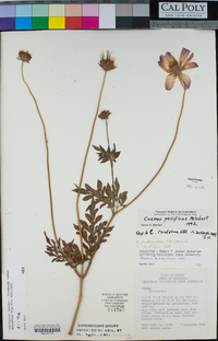 Image of Cosmos pacificus