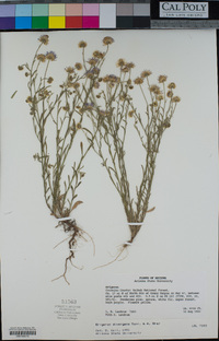 Erigeron divergens image