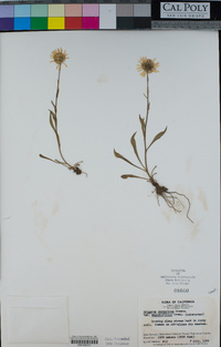 Erigeron glacialis image