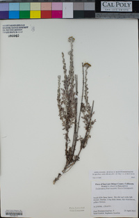 Eriophyllum confertiflorum image