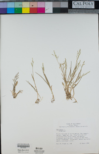 Poa annua image