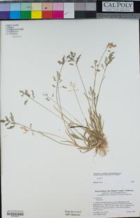 Poa annua image