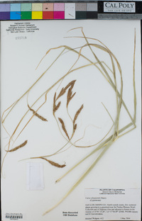 Carex obispoensis image