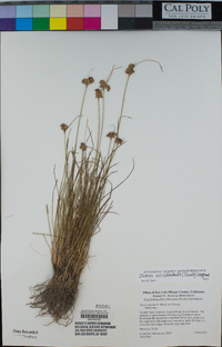 Juncus occidentalis image