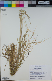 Image of Sphenopholis nitida
