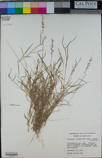 Image of Muhlenbergia cenchroides