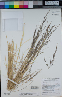Agrostis hooveri image