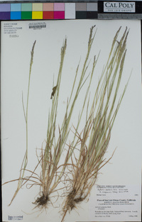 Agrostis pallens image