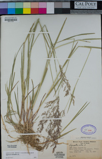 Agrostis stolonifera image