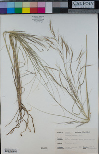 Aristida ternipes image