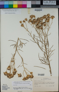 Senecio flaccidus image