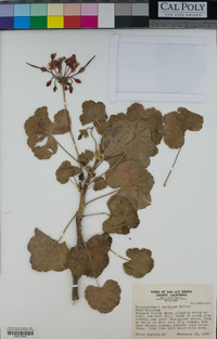 Pelargonium X hortorum image