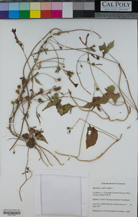 Ipomoea coccinea image