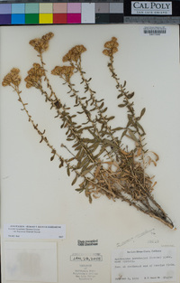 Isocoma acradenia var. bracteosa image