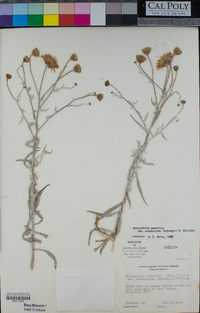 Malacothrix saxatilis var. arachnoidea image
