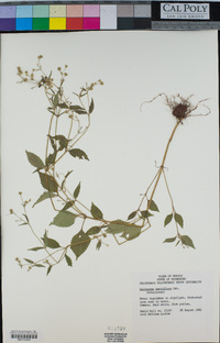 Galinsoga parviflora image