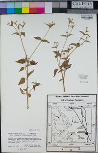 Galinsoga parviflora image