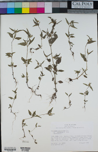 Galinsoga parviflora image